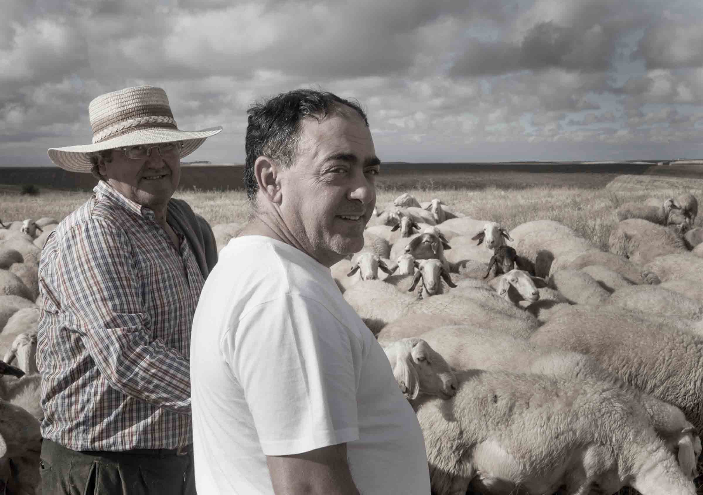 Ramón y nuestras ovejas pastorean en los campos de Pollos
